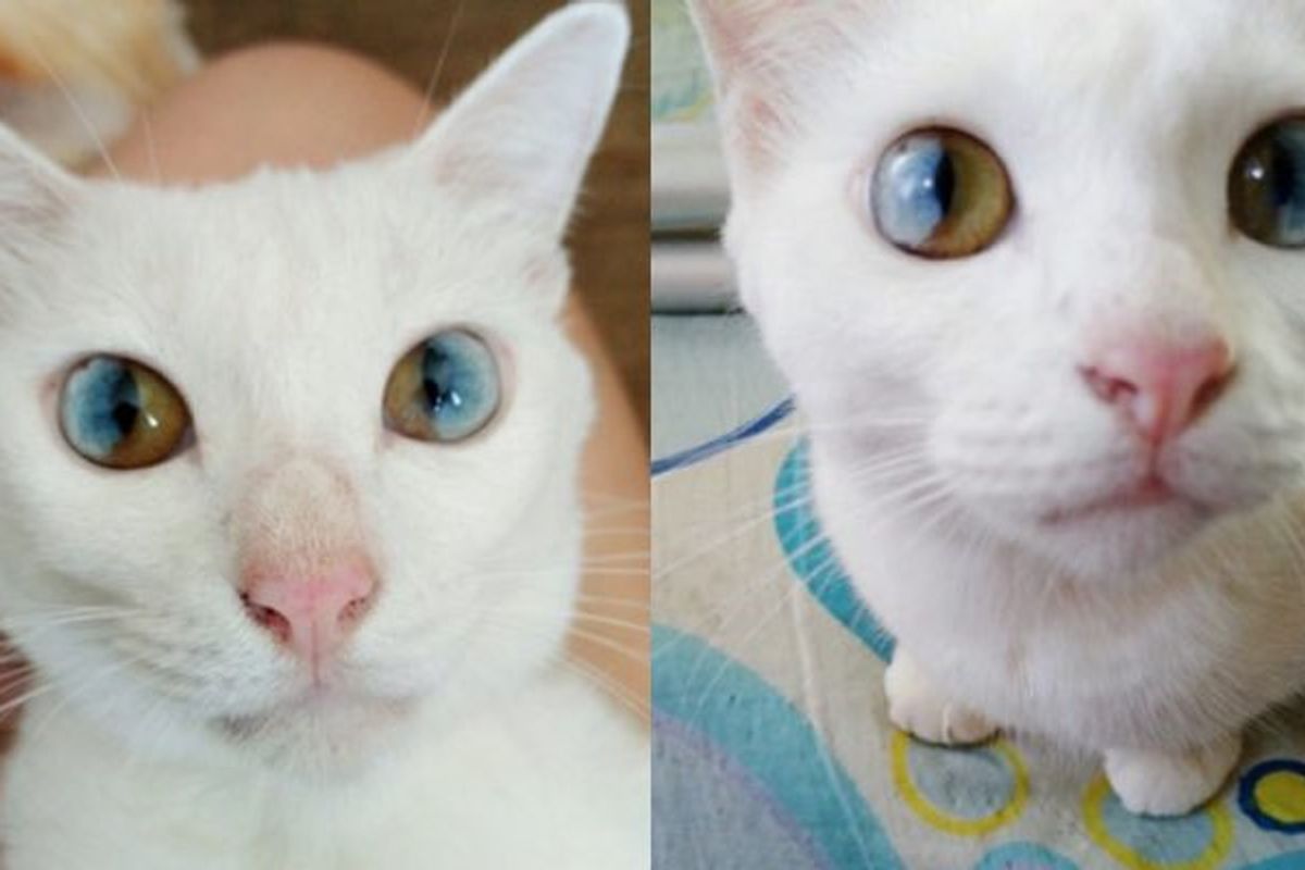 This Cat Has the Most Beautiful and Magical Eyes!