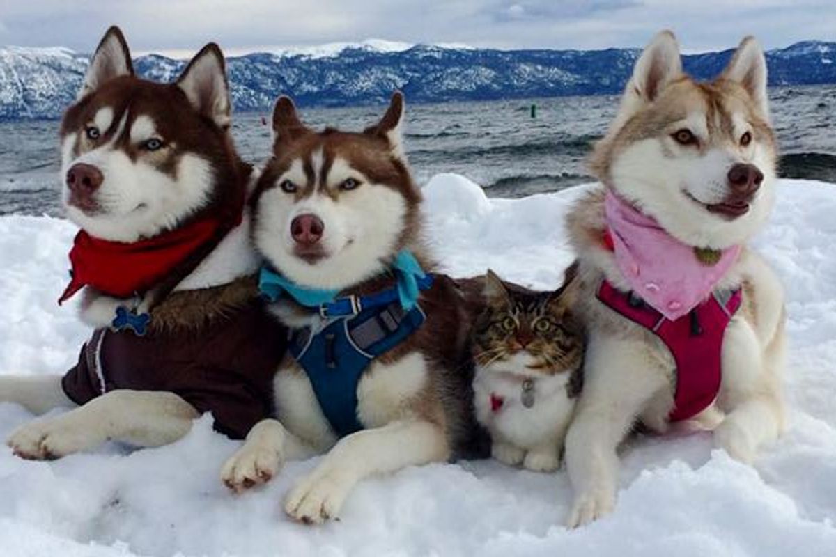 Kitten Saved by Loving Dog Now is Part of Husky Pack...