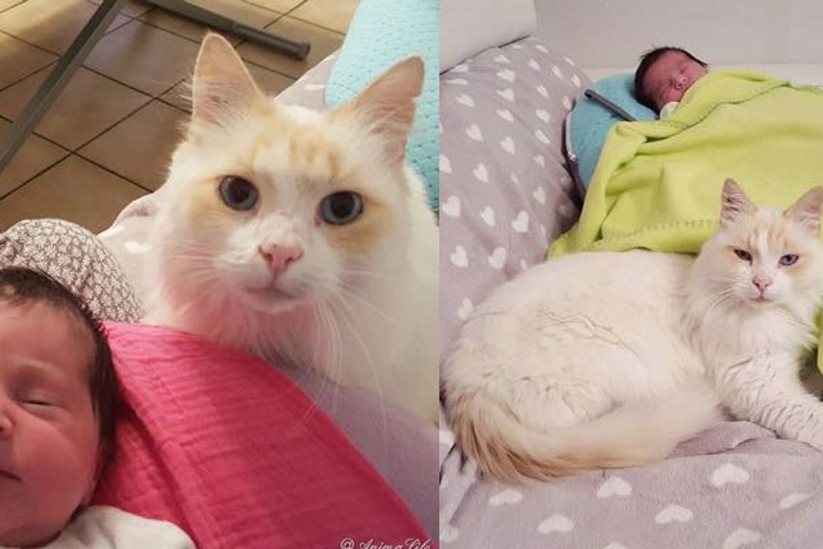 Cat Began Cuddling Baby Sister Before She was Even Born. He Hasn't Left Her Side