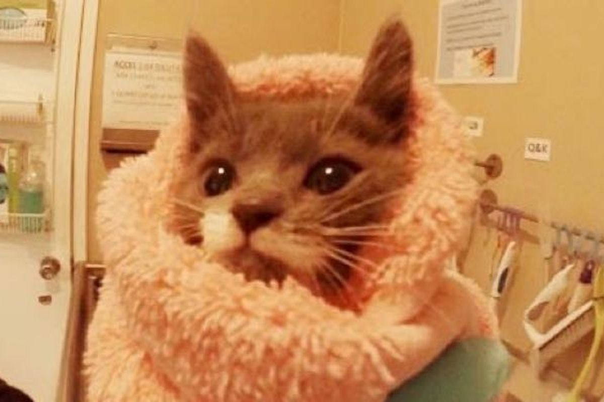 24-hour Kitten Nursery! These Humans May Have the Best Job Ever!