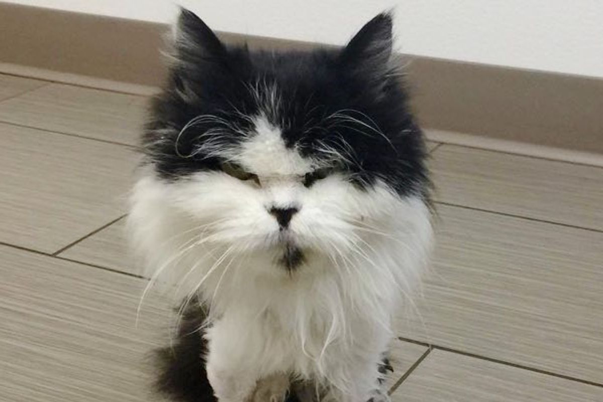 13 Year Old Stray Cat Less than 4 Pounds Surprises Everyone with Her Strong Will to Live