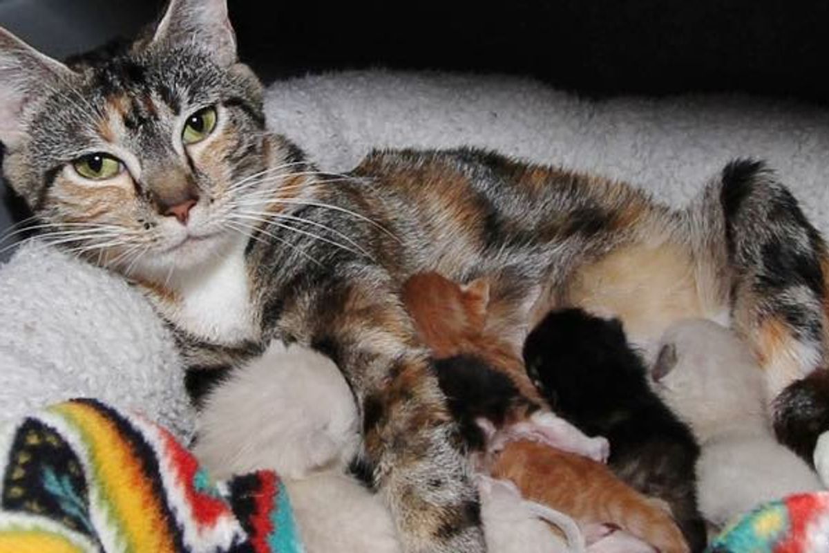 Stray Cat Mama Found Help to Safe Place Right Before She Gave Birth to Her 6 Babies