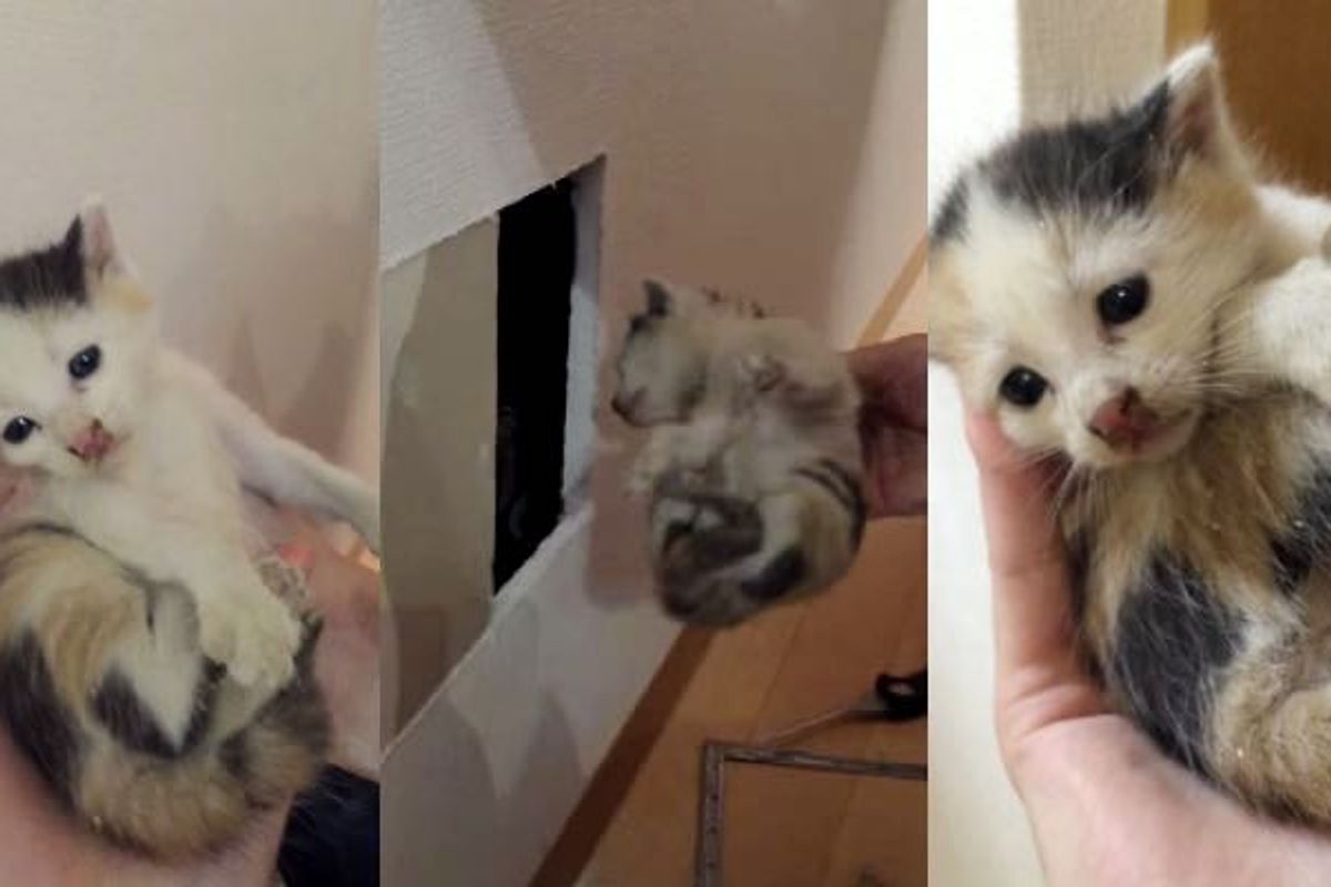 Woman Hears a Kitten Inside a Wall, Spends Hours Searching and Finds this..