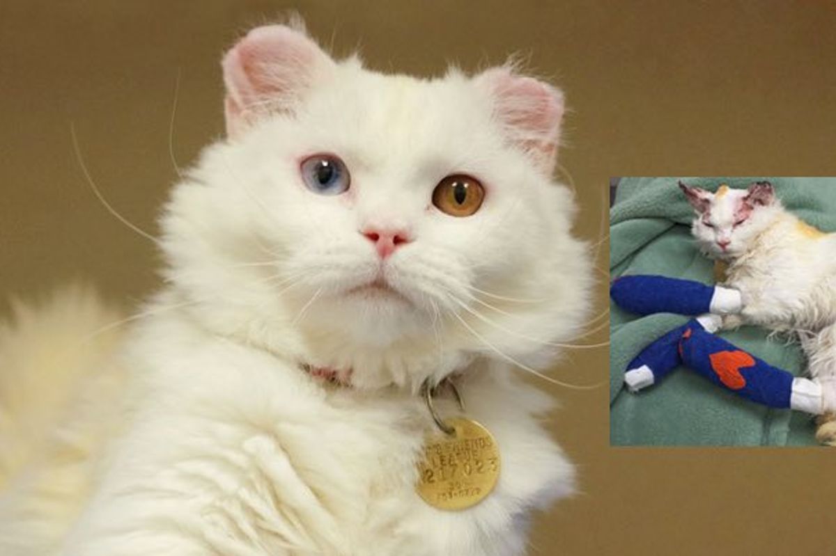 Cat who Suffered Burns Finds Love and Home with Burn Survivor