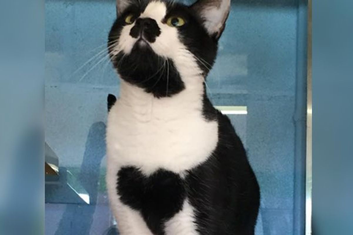 Cat with Heart on Her Chest Spent Her Whole Life in Shelter Until Now..
