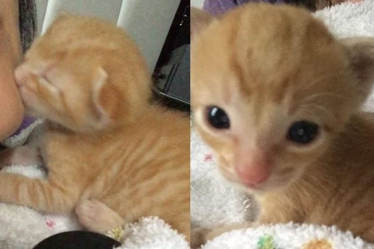 Orphaned Kitten Found Crying for His Mom, So They Got Him a New Mama