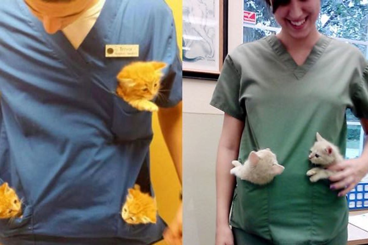 Best Perks of Working at an Animal Hospital (10+ Kittens)