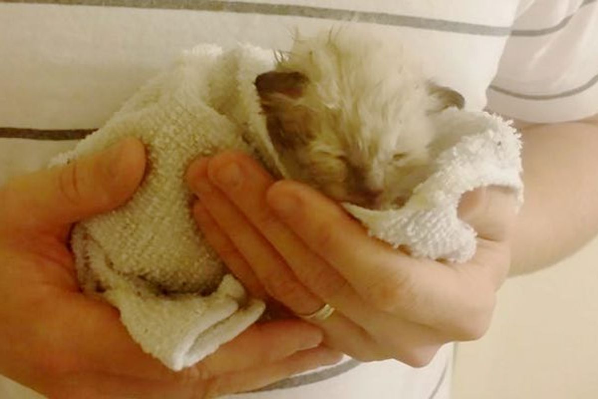 Couple Save Kitten from Thunderstorm with Stray Mama's Help