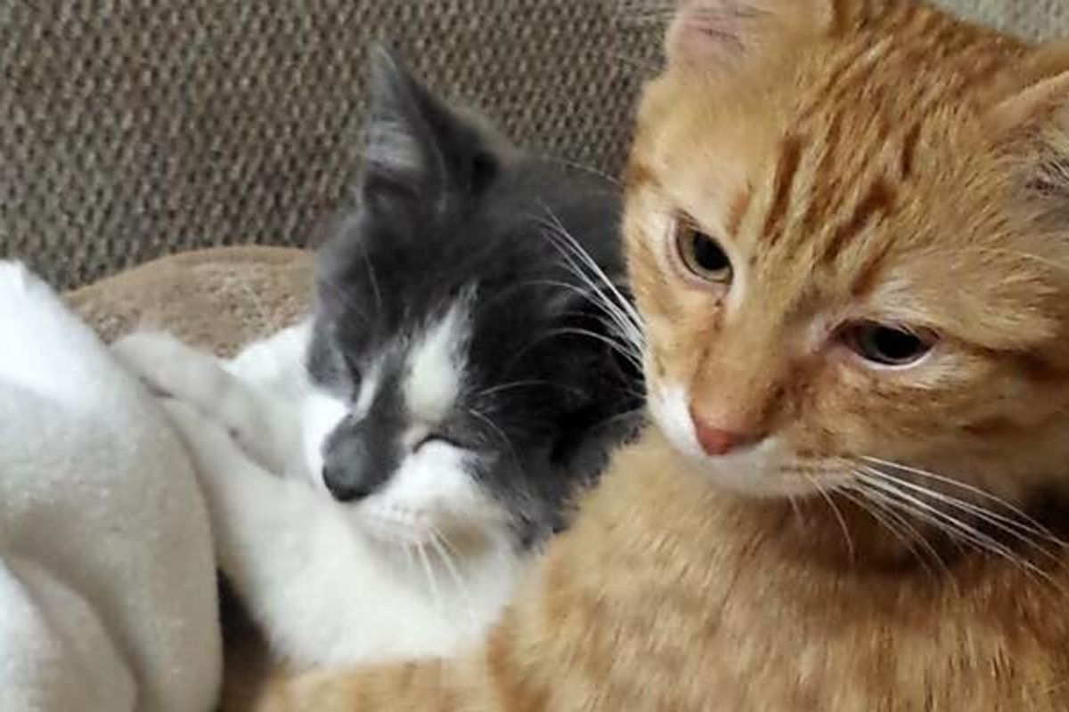Homeless Kitten Surprises Family When He Follows Their Cat Home