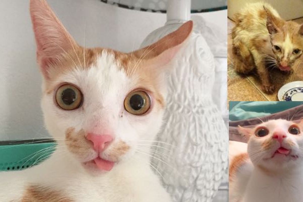 Young Woman Refused to Give Up on Kitty with Broken Jaw Even When Told to