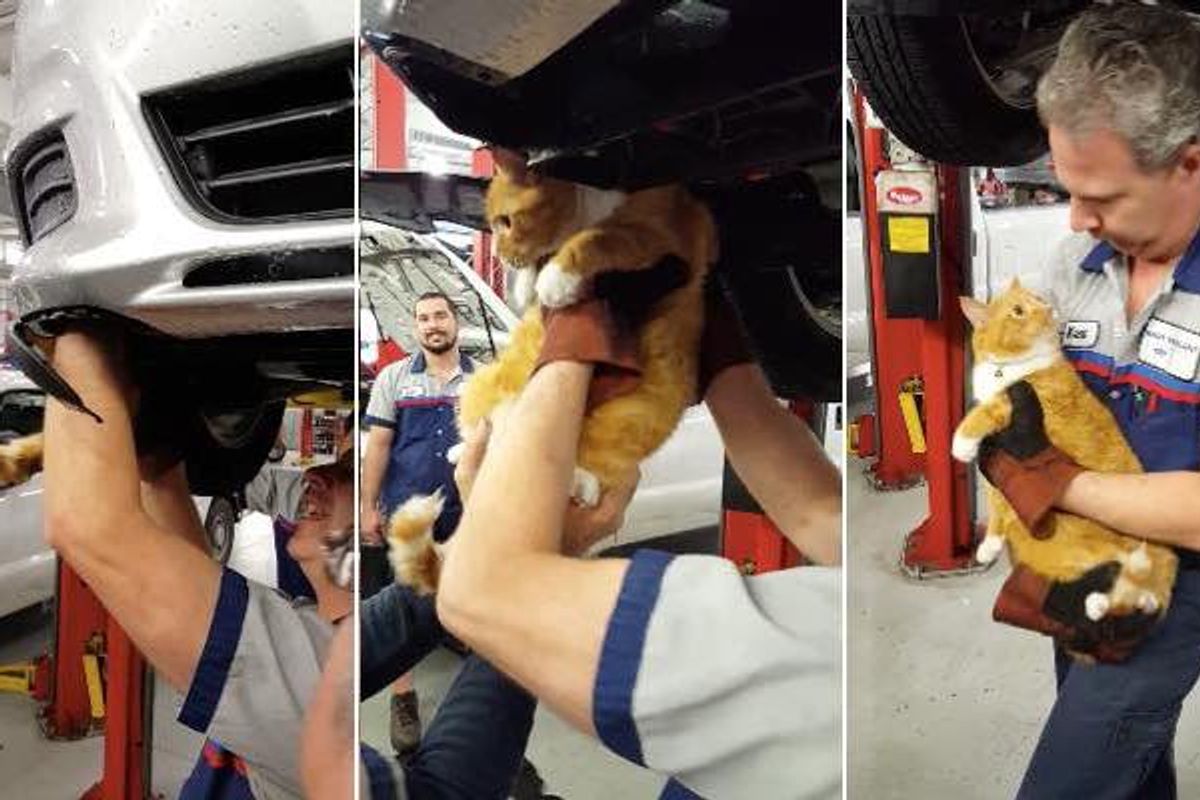 Mechanic Heard a Meow from a Car, Couldn't Believe What They Found..