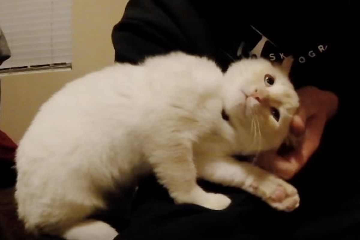 Kitten Found Frozen in Snow Finds a Best Friend He Follows around Day and Night