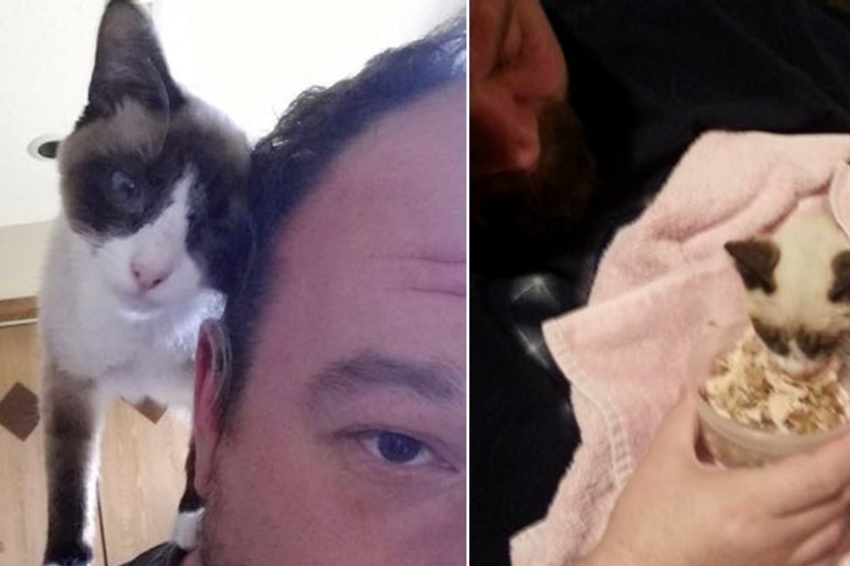 Kitten Found on Patio During Bitter Cold. Two Men Determined to Save Her!