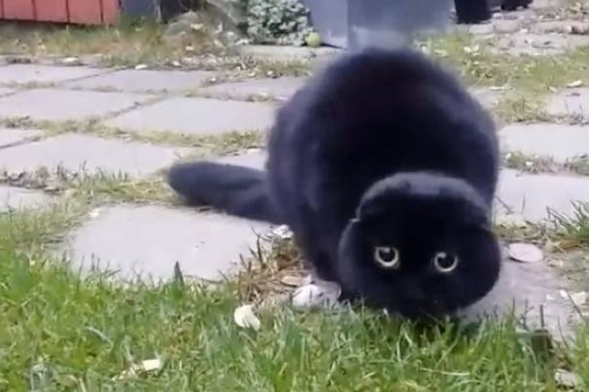 Kitty's Eyes Intensify When He Spots His Target!