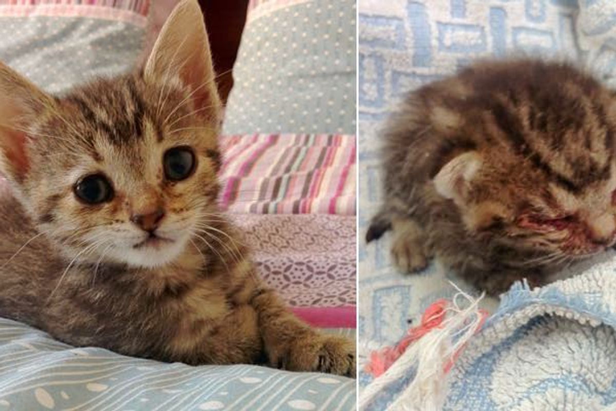 Lifeless Kitten Found on Doorstep Turned Around by Love