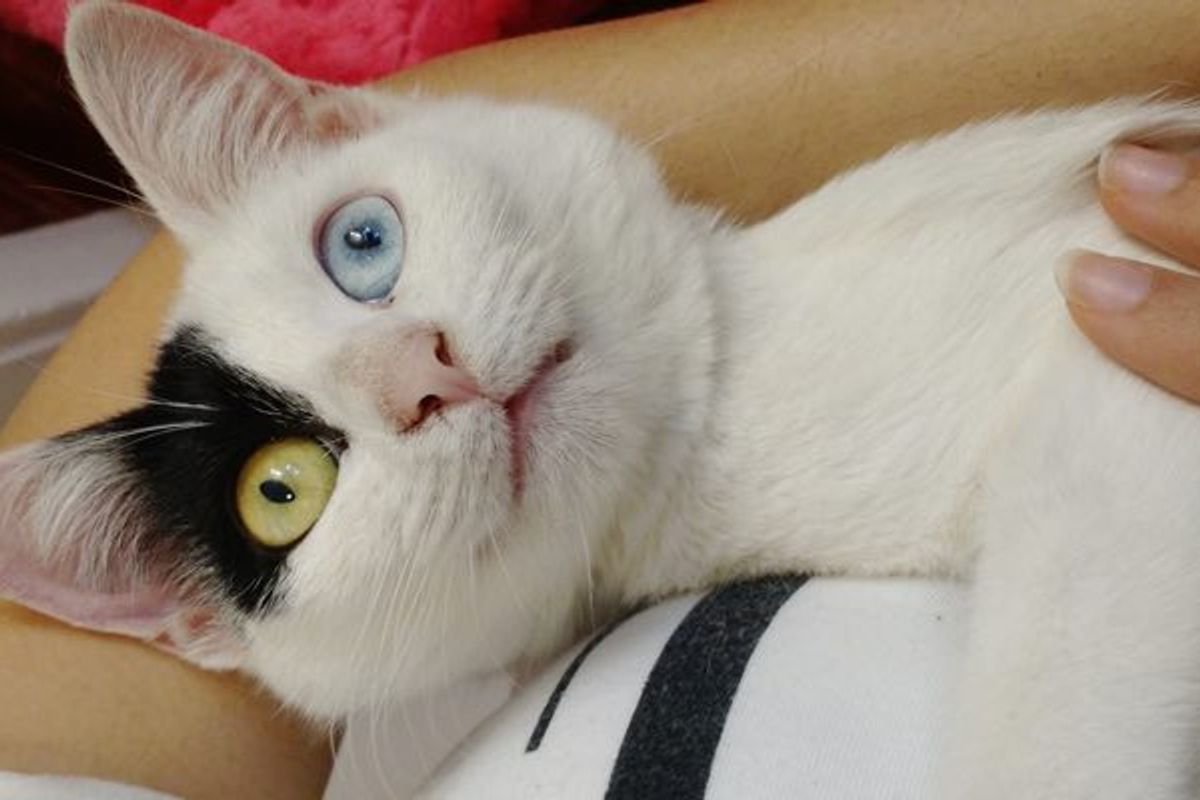 Shelter Cat Sits in Her Human's Arms Wanting to Be Adopted