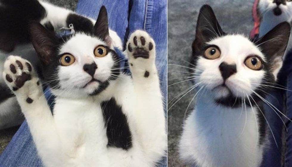 He was Once Very Frightened, Now Can't Get Enough of Love. Kitty with Heart-shaped Nose Needs a Home!