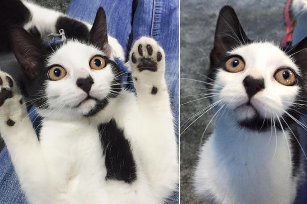 He was Once Very Frightened, Now Can't Get Enough of Love. Kitty with Heart-shaped Nose Needs a Home!