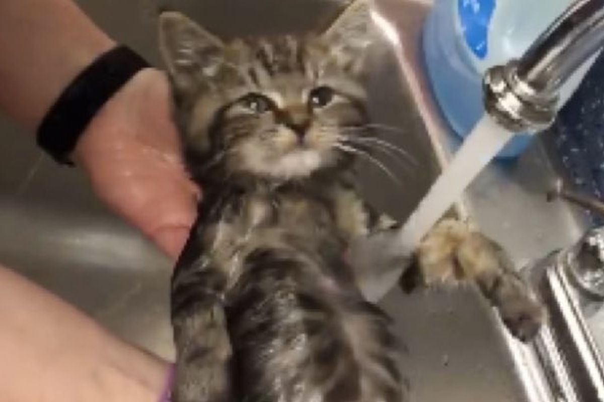 Rescue Kitten Surprised Everyone How Much He Enjoyed Bath