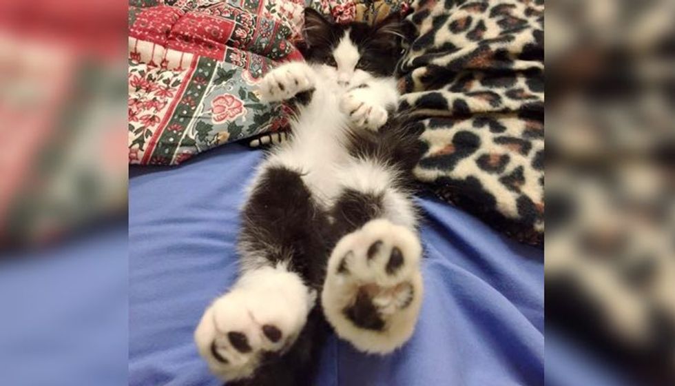 Wobbly Rescue Kitty Shimmies Her Way into People's Hearts! We've Got Updates!