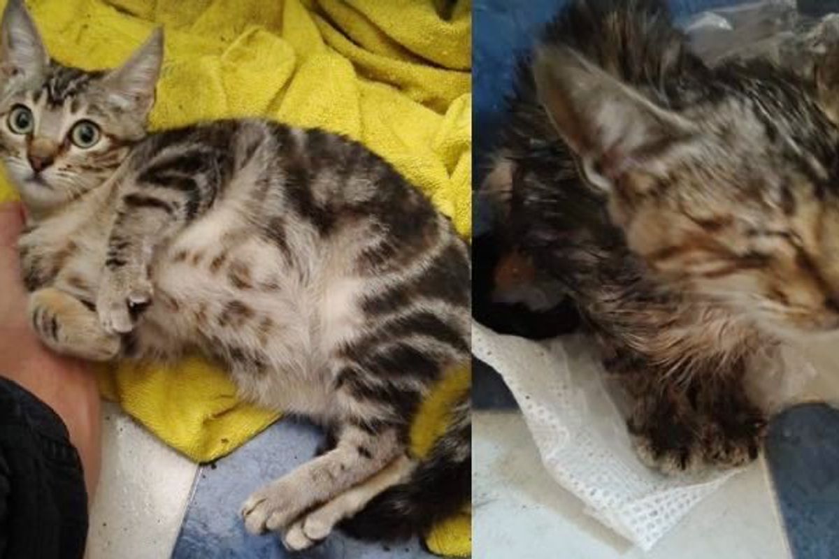 Man Found Kitten Shivering in Pouring Rain. He just Couldn't Leave Her There..
