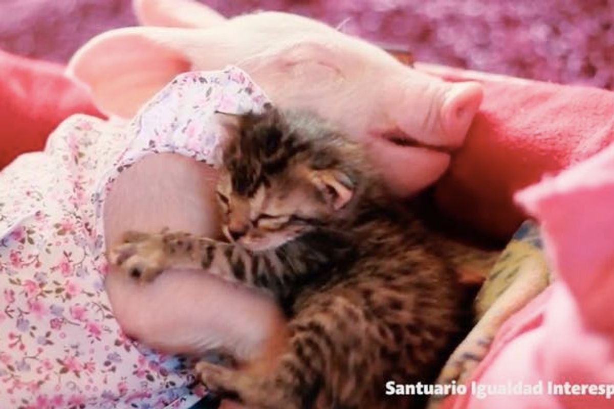 Abandoned Kitten Finds a New Sister who is also a Rescue