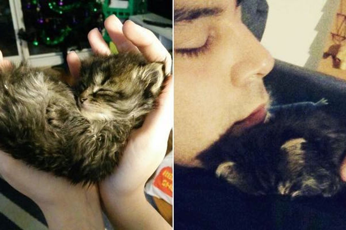 Orphaned Kitten Needs Motherly Love, Man Decides He Will Be His New 'Mom'