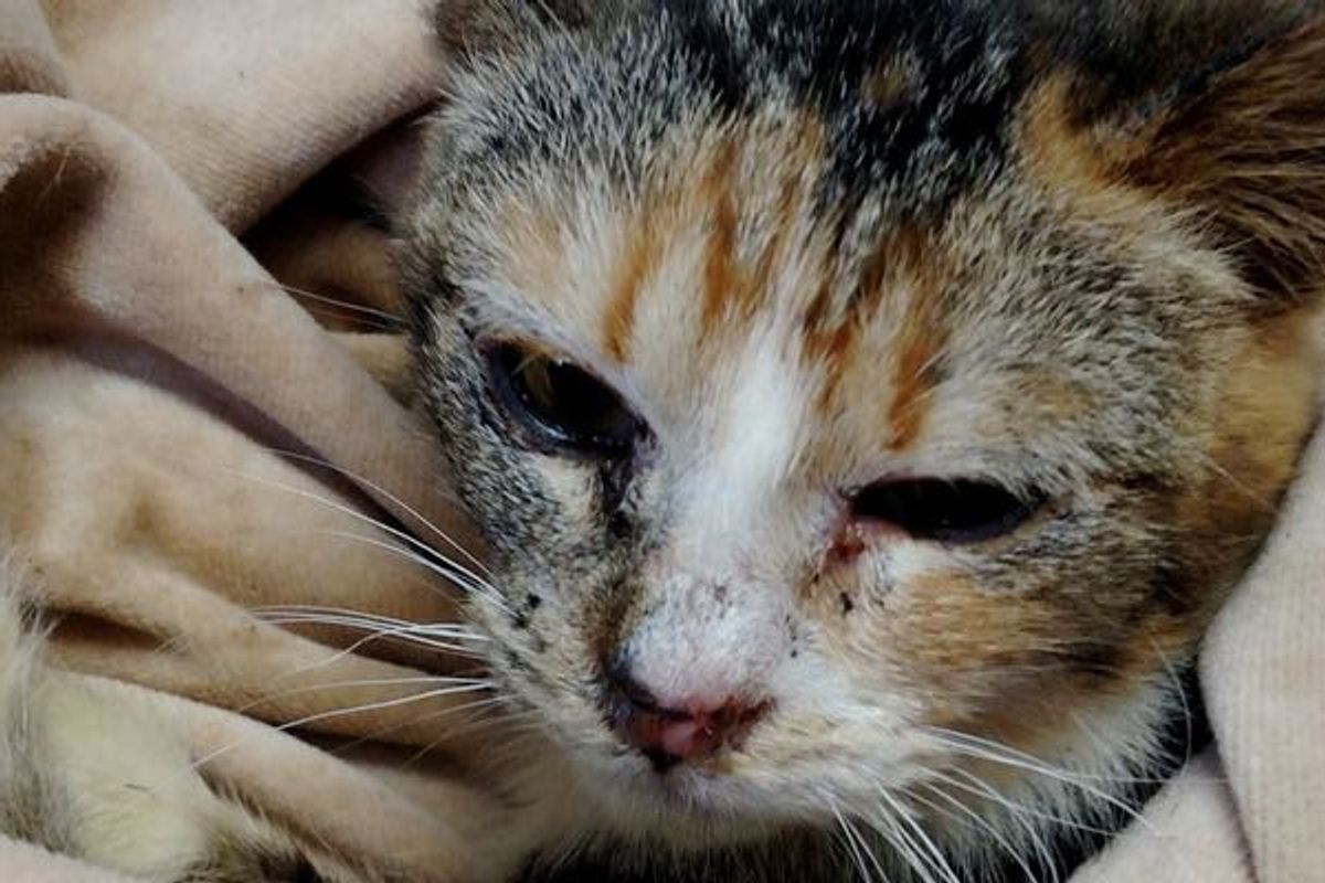 Courageous Woman Raced into Oncoming Snowplow to Save Kitten