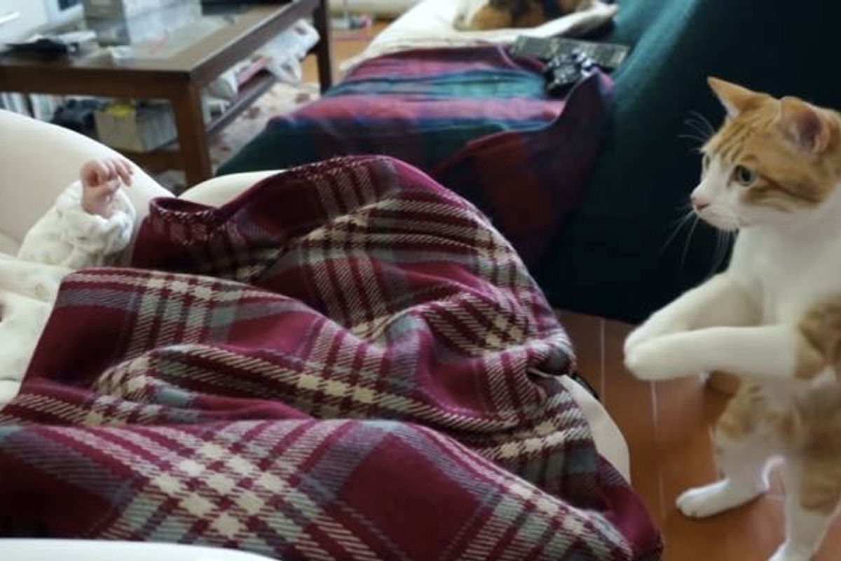 Curious Kitty Meets His Baby Sister for the First Time