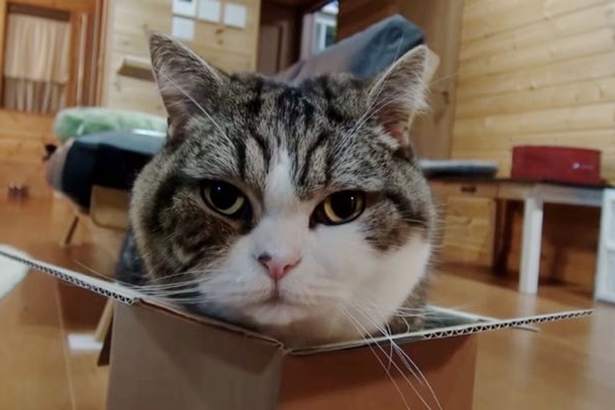 Maru Tries to Fit in a Box Half His Size