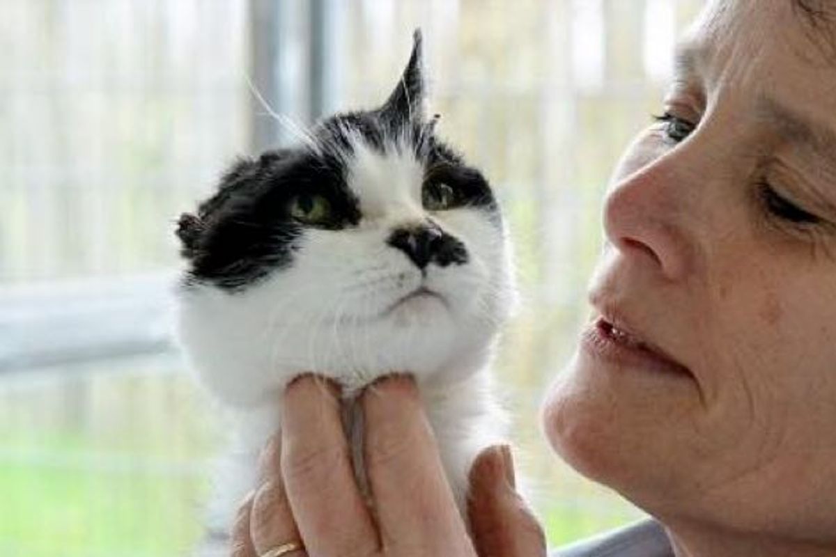 11-year-old Shelter Cat with Half Her Head Just Wants a Chance to be Loved