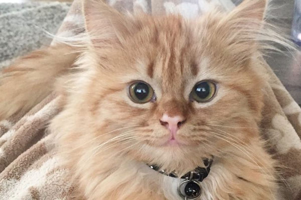 They Got Her Out of Shelter, Now She Has a Constant Smile on Her Face