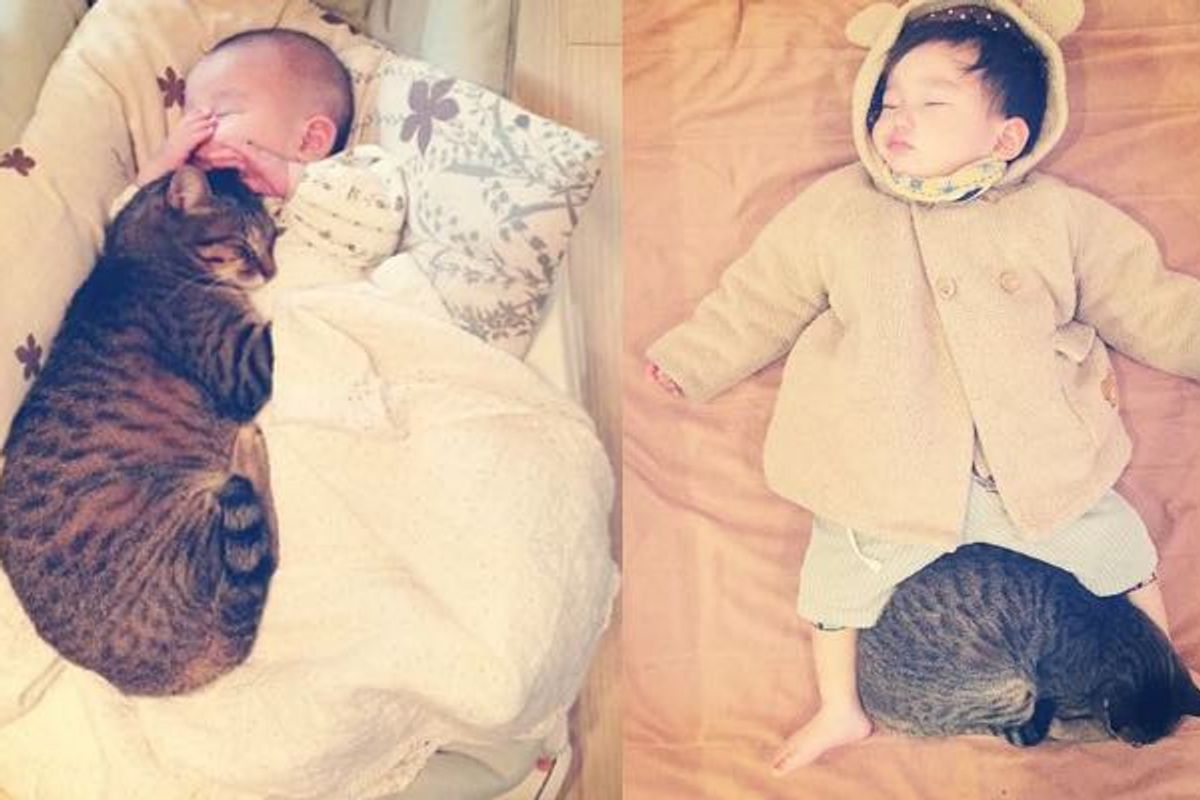 Tabby Cat and His Baby Brother Growing Up Together! (10+ photos)