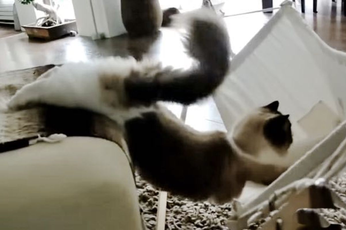 Fluffy Kitty Determined to Figure Out His Hammock!