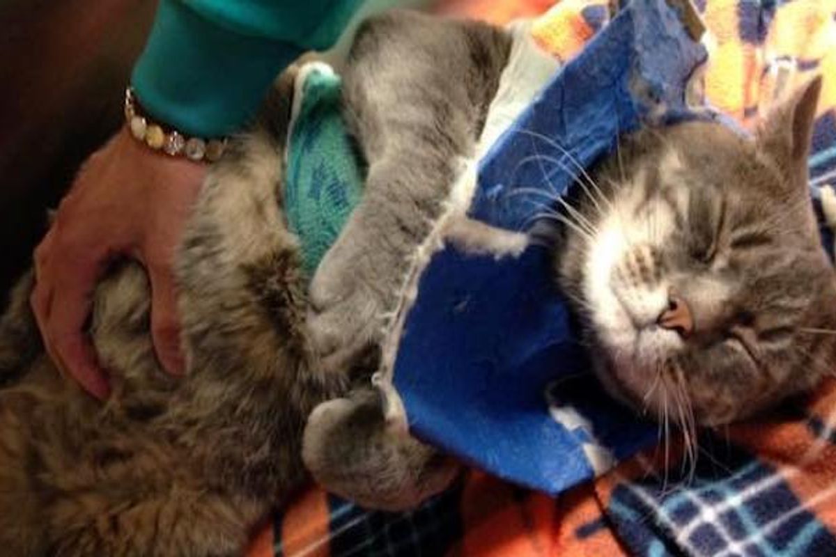 "Ferocious Feral" who Survived a Year Tangled Up Surprises Rescuers with His Change