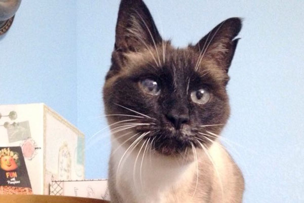 After 261 Days at Shelter, 15 Year Old Half Bind Cat Found What She'd Been Waiting for