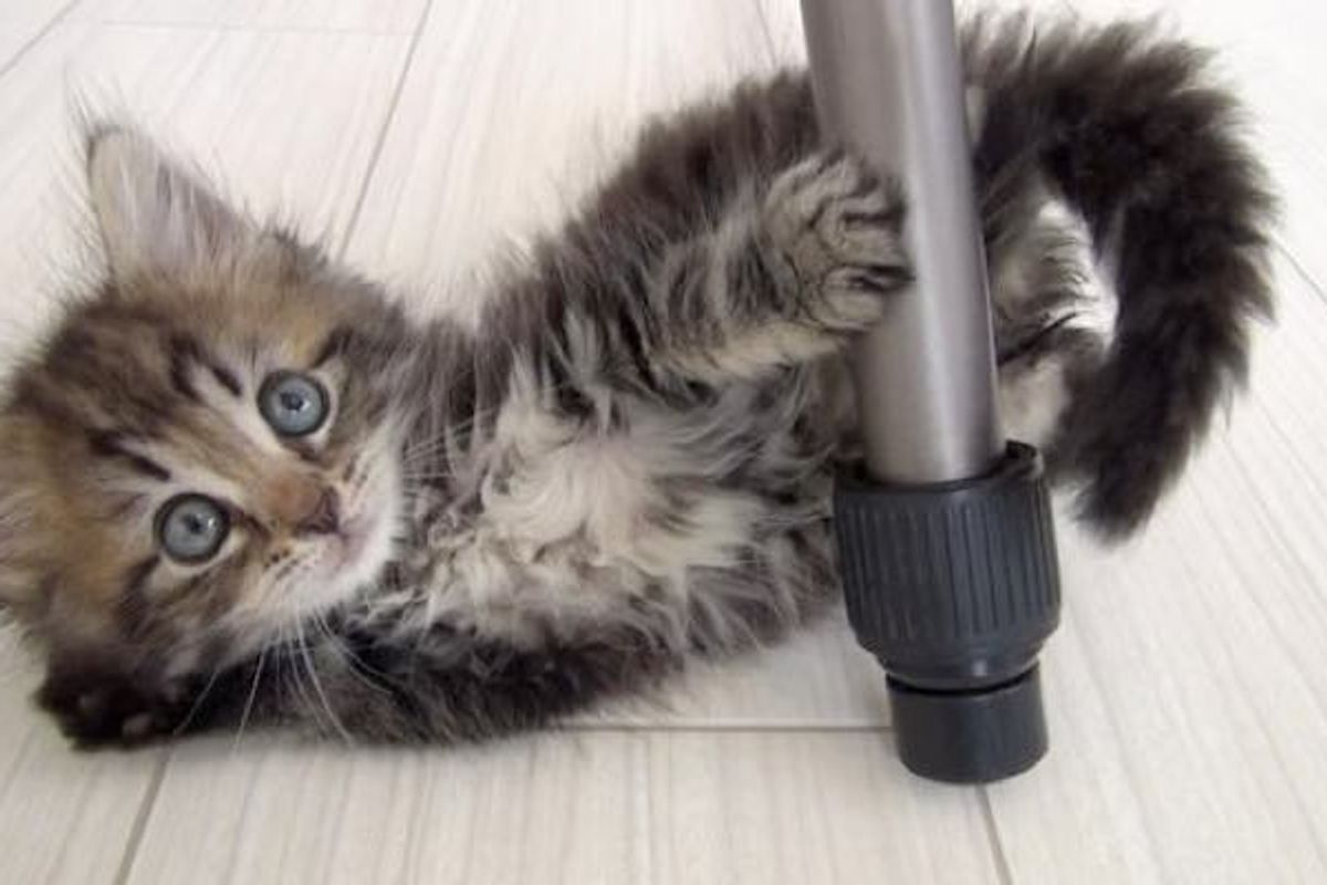 Kitty Surprises His Humans How Much He Fluffed Up in Just Half a Year!