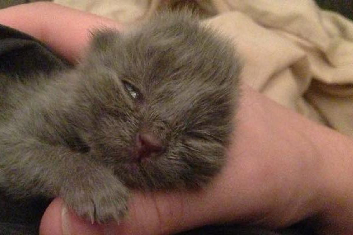 Tiny Orphaned Kitten Found in Backyard Now Happy and Loved!