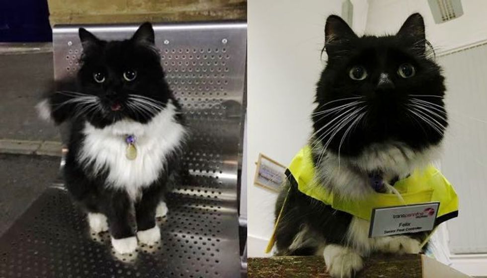After Five Years of Service, this Kitty Got a Much Deserved Promotion