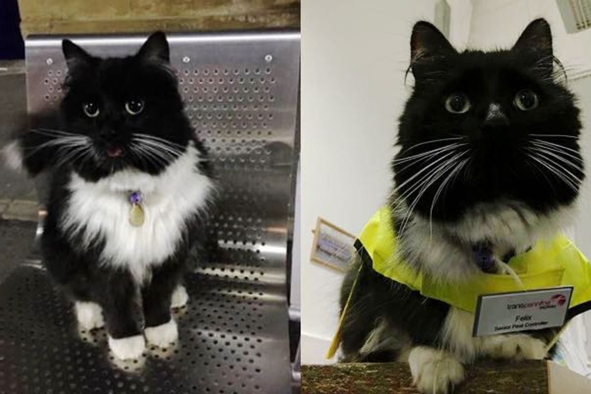 After Five Years of Service, this Kitty Got a Much Deserved Promotion