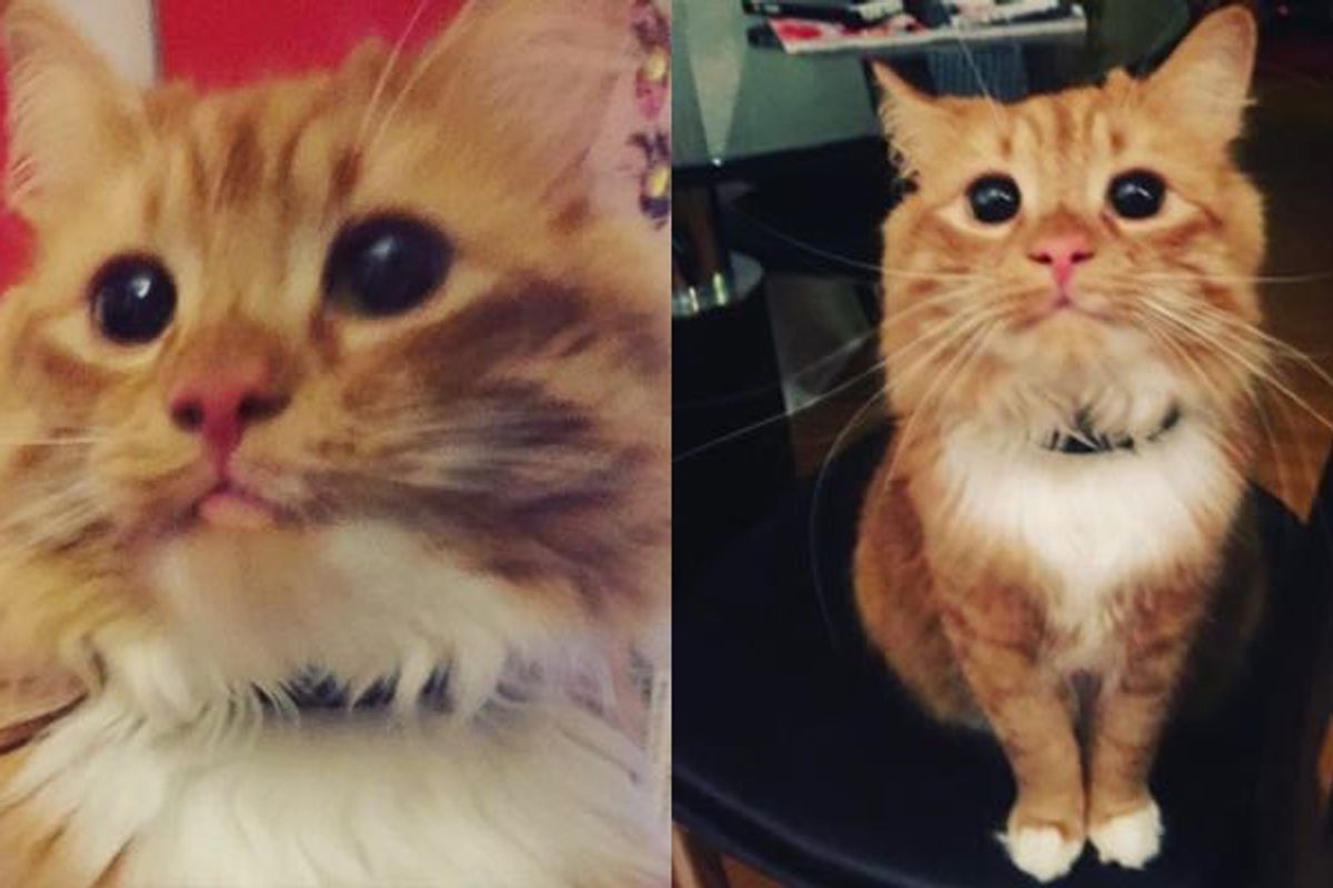 This Fluffy Cat Has a Pair of Perpetual Begging Eyes (10+ pics)