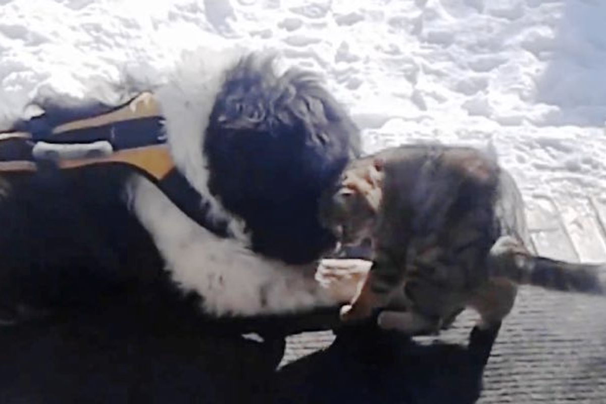 Stray Cat Came into Dog's Life After He Lost His Two Best Friends