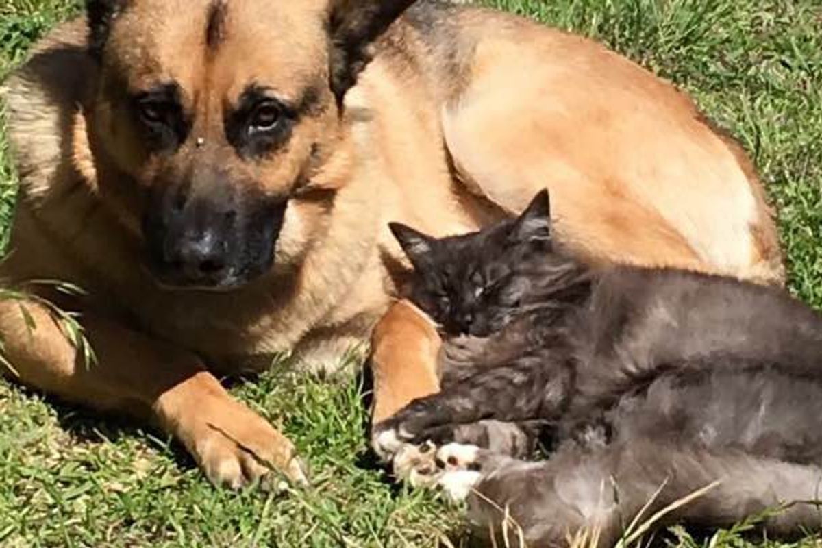 Shelter Cat and Dog were Looking for Homes, But They Found Each Other
