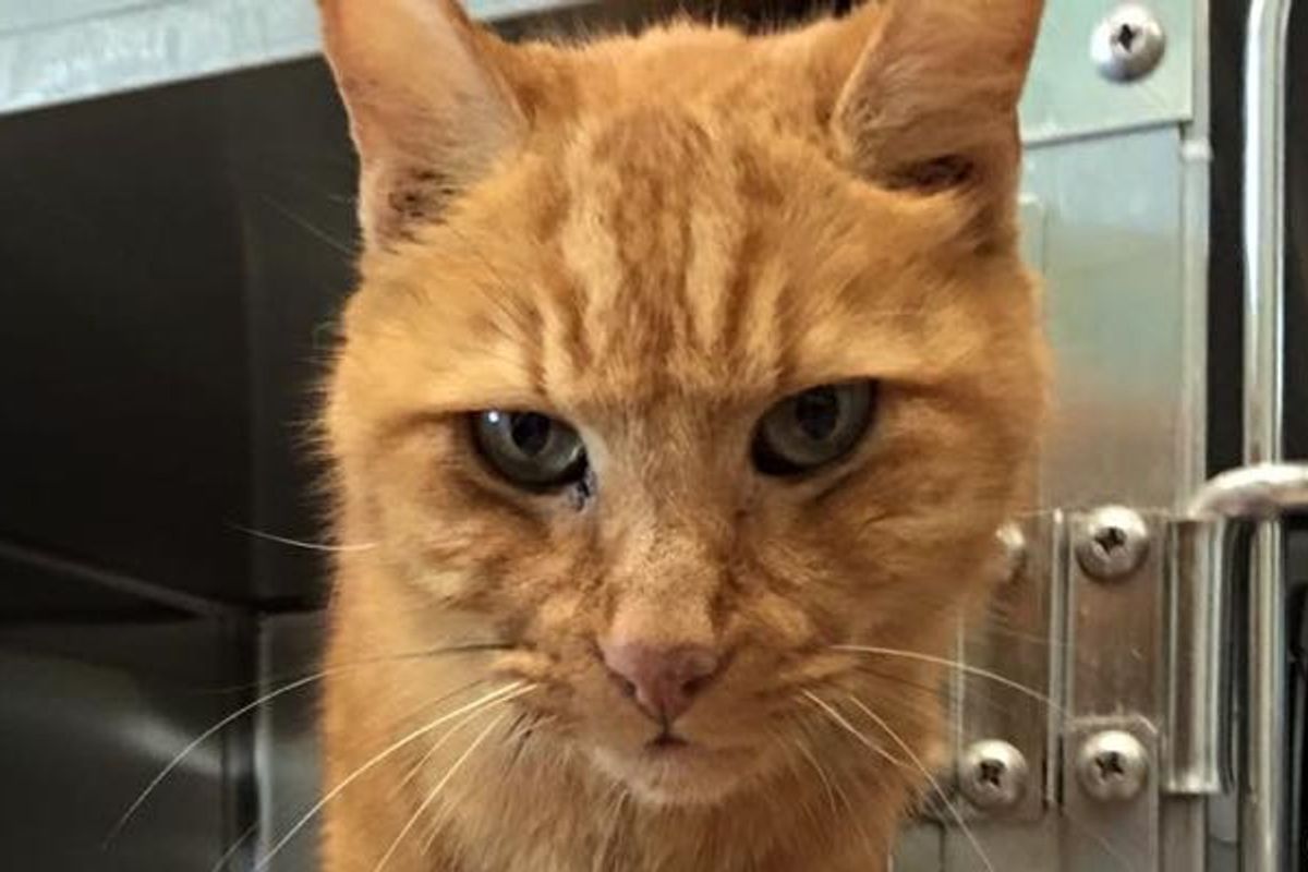 10-year-old Cat Waiting for Someone to Save Him and Love Him