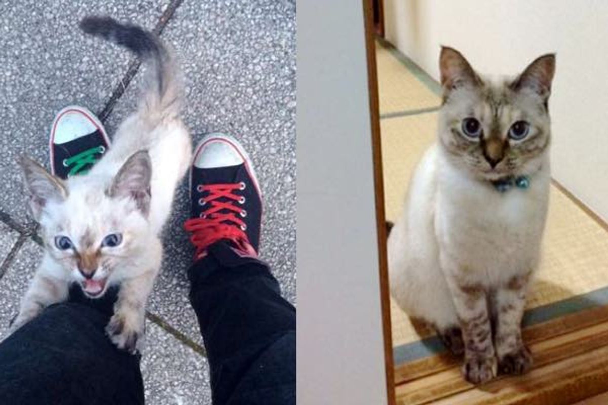 Man Captures Moments of Him Being Chosen by a Tiny Stray in the Park