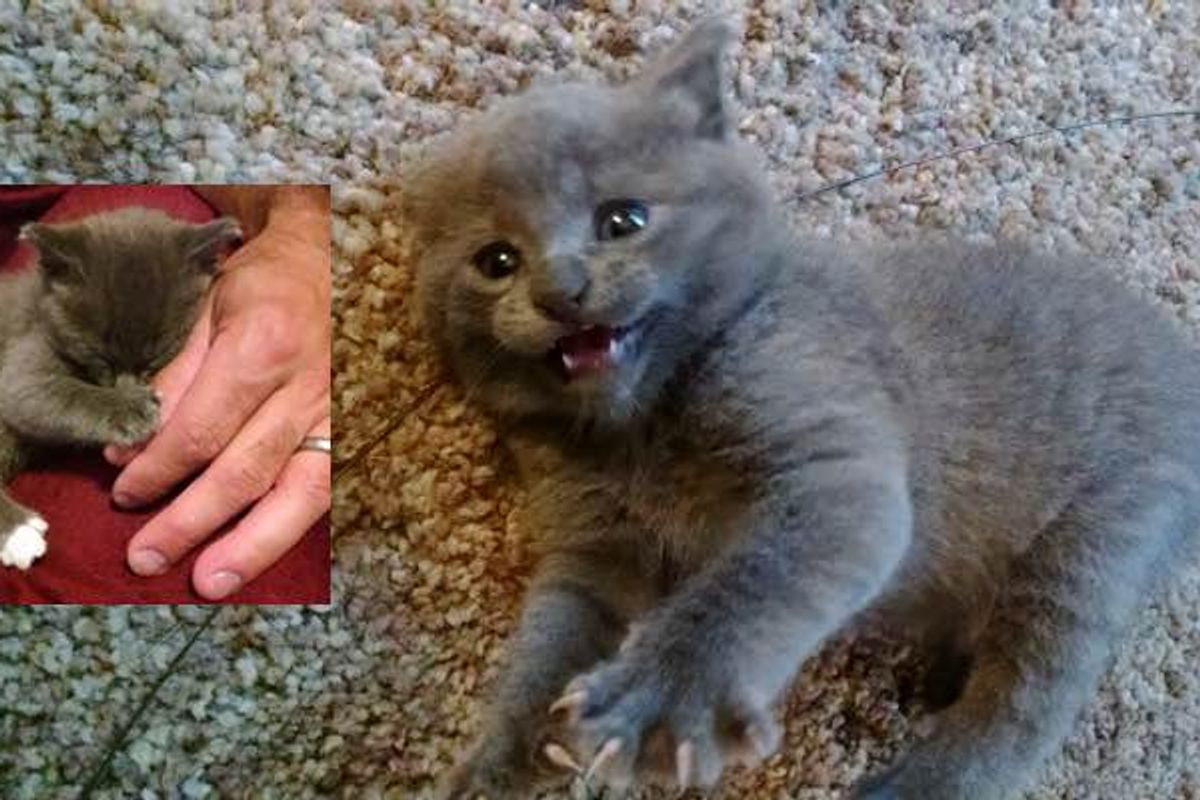Orphaned Kitten Found Behind Tool Shed Gets a New Sister for Life