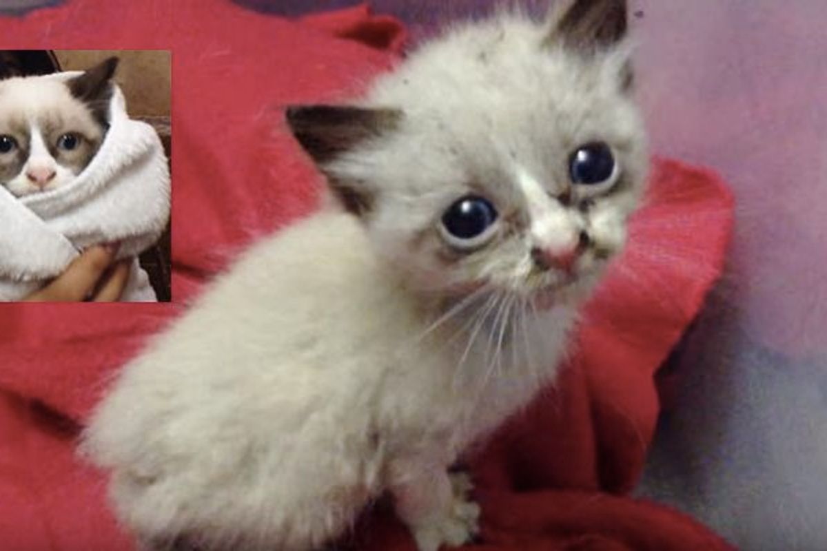 Street Kitten Holds onto His Rescuer Meowing for Love