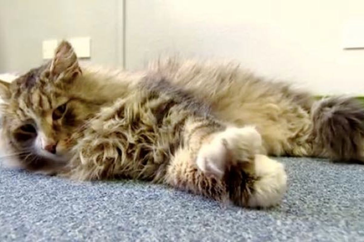 Missing Cat Surprised His Family After He was Found Bigger, Fluffier in a Pet Food Factory