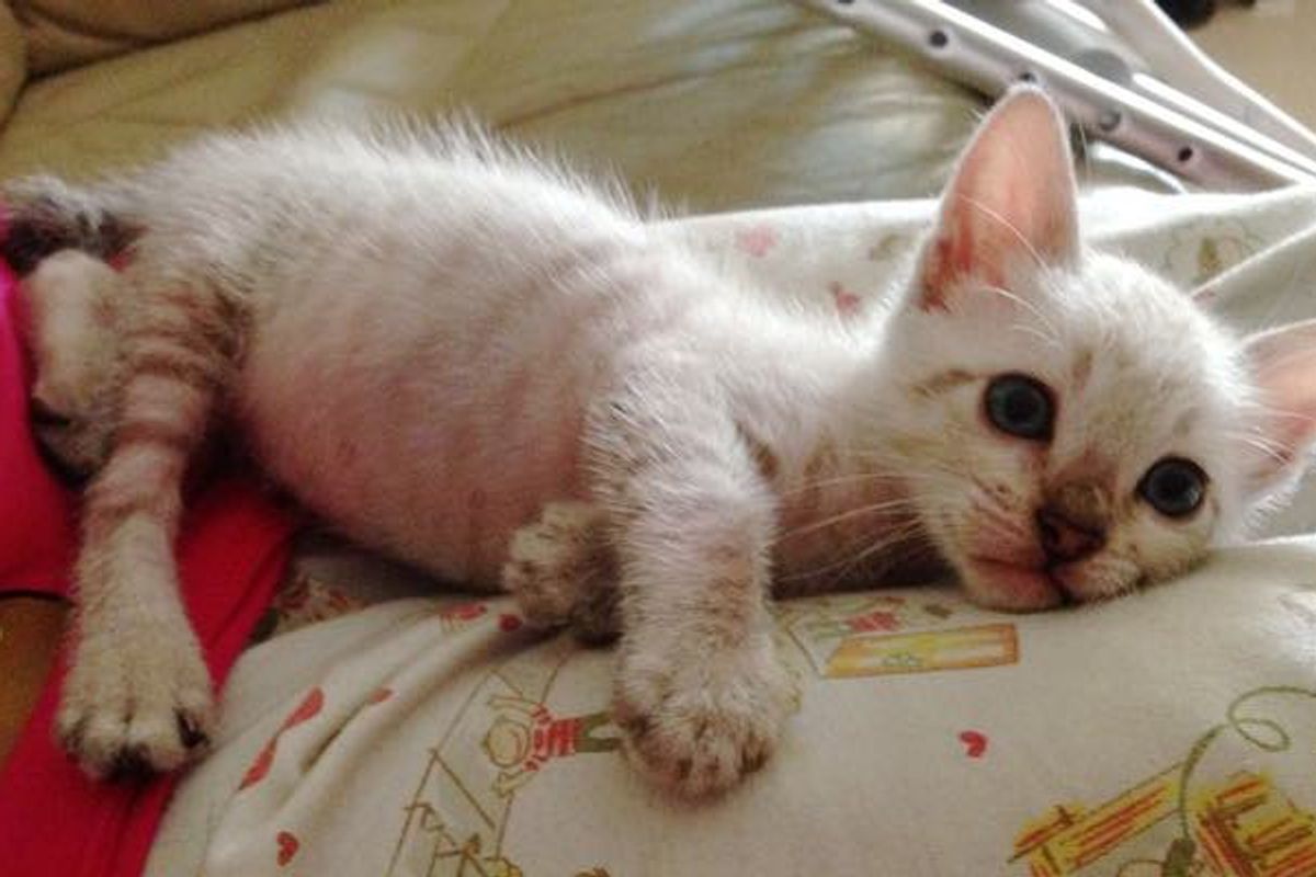 Rescue Kitten Helped Girl with Broken Leg Heal and Loves Her Like a Brother