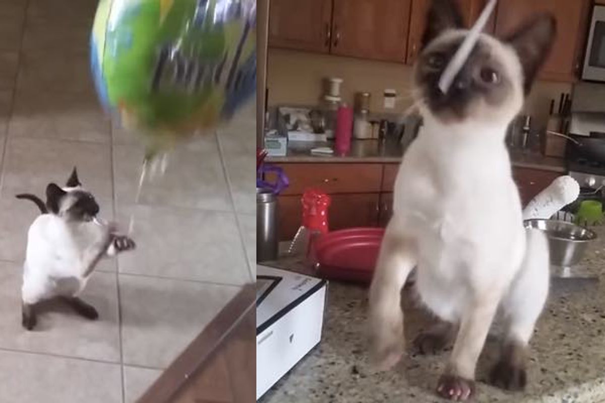 Kitty is Very Attached to Her Balloon. It's Her Baby!